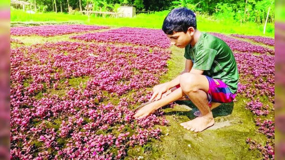 লাল-সবুজের সমারোহ, ভালো দামের আশায় কৃষক