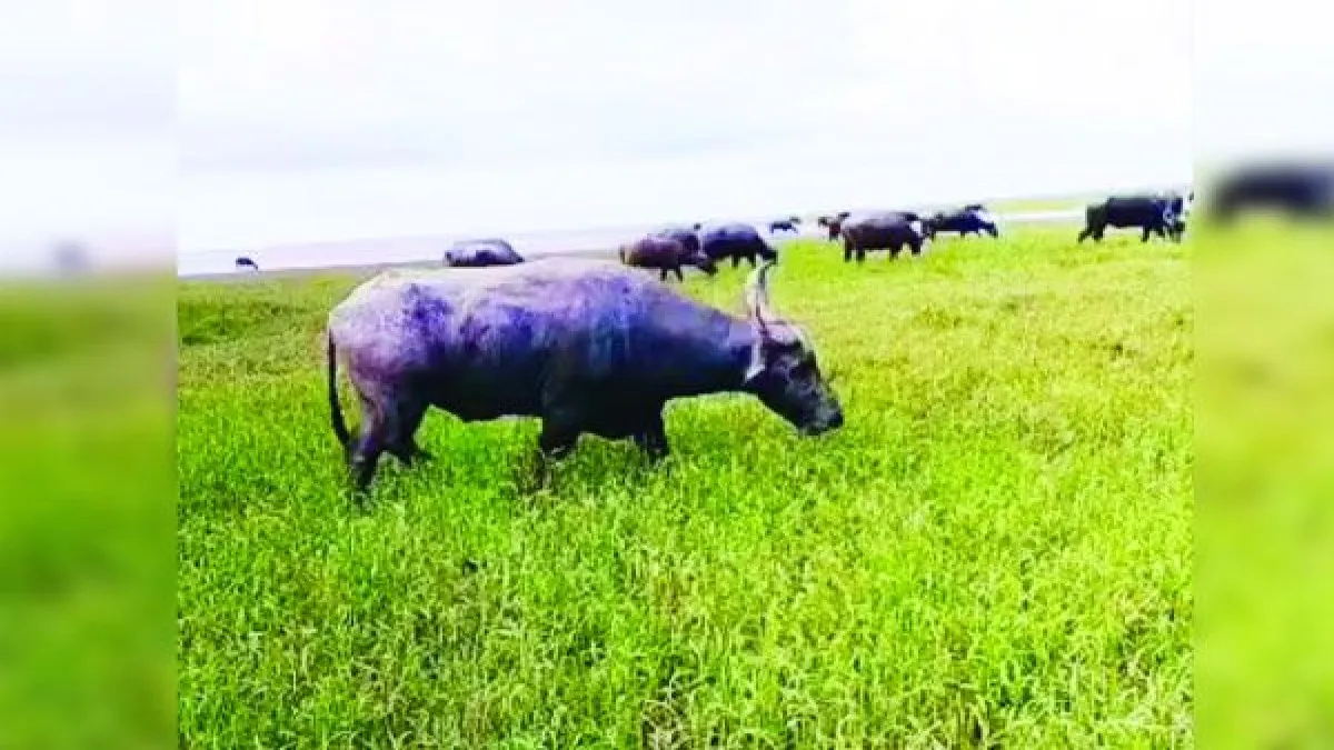 চরাঞ্চলে মহিষ পালনে সম্ভাবনার পাশাপাশি সঙ্কট