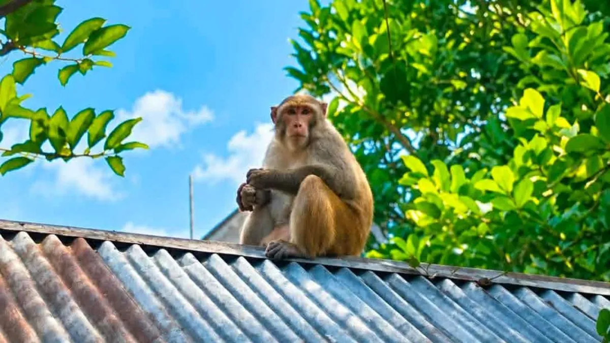 ব্রাহ্মণপাড়ায় লোকালয়ে বানরের হানা, অতিষ্ঠ স্থানীয়রা