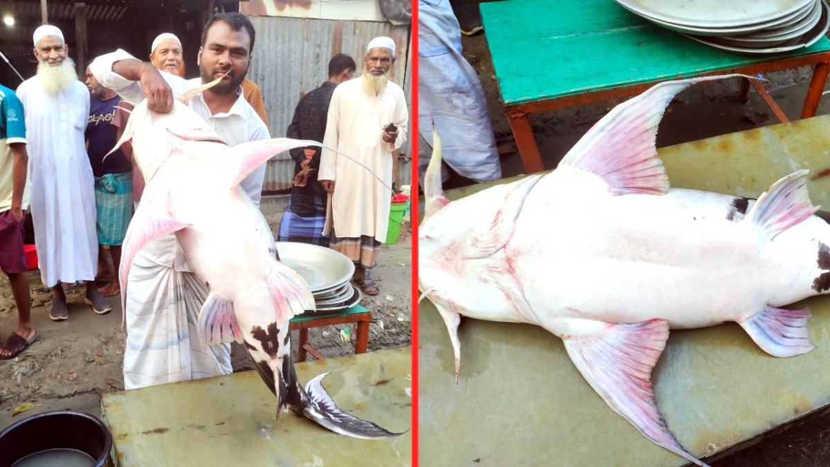 যমুনায় ধরা পড়ল ৩৩ কেজির বাঘাইড়, বিক্রি হলো ৫০ হাজারে