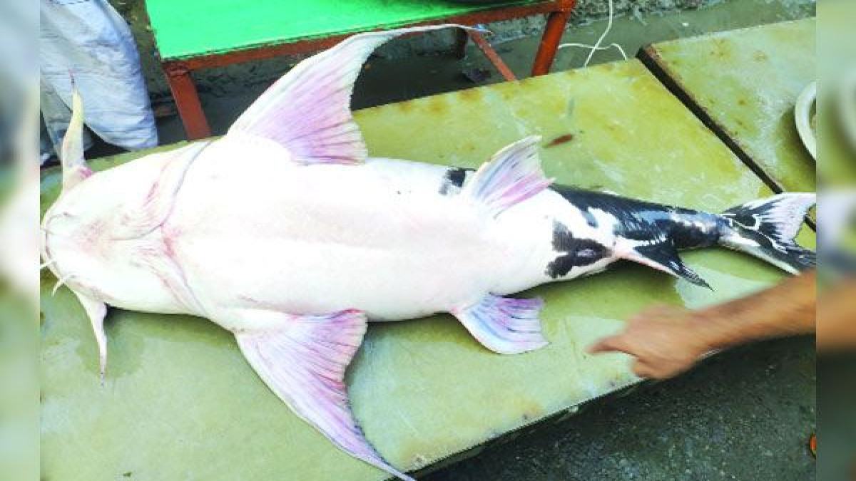 যমুনায় ধরা ৩৩ কেজির বাঘাইড় বিক্রি ৫০ হাজার টাকায়