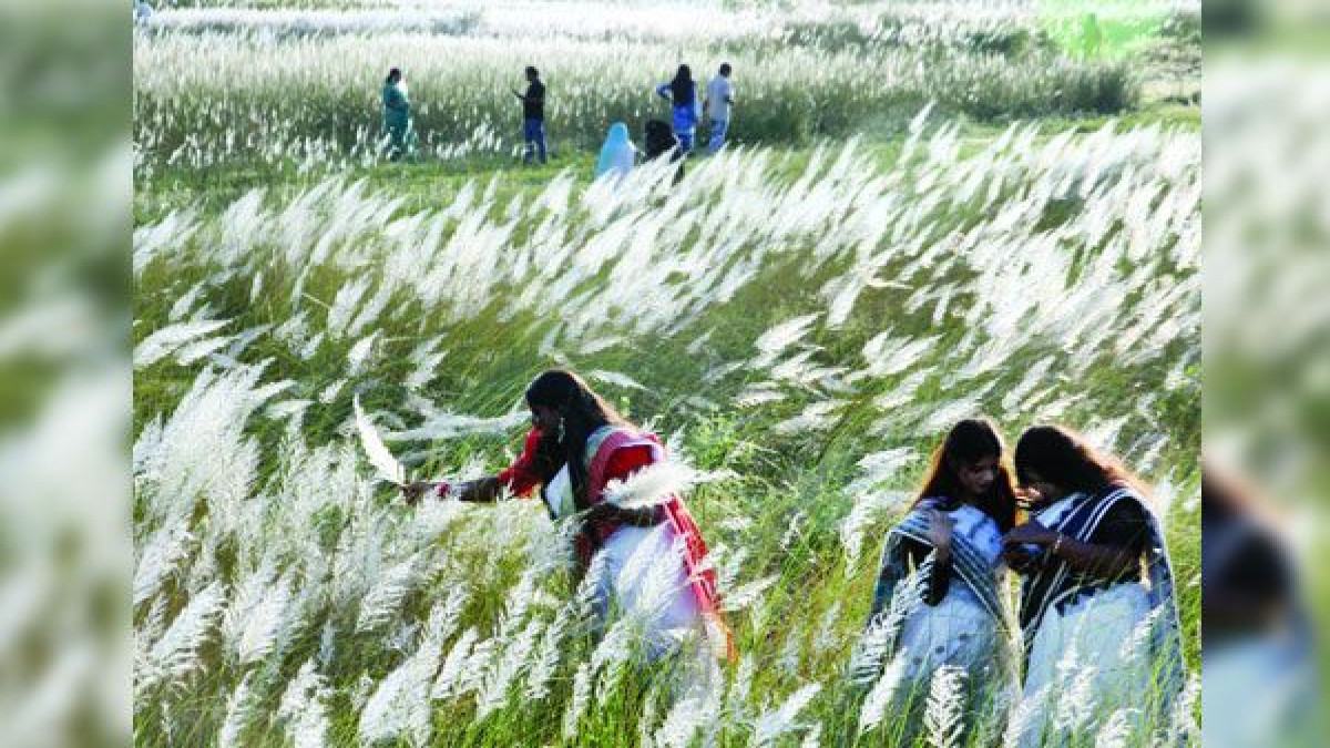 শরতে শুভ্র আলোয় গাছে গাছে ফুটেছে কাশফুল। মৃদু বাতাসের গুঞ্জন যেন প্রকৃতির এক মায়াবী আয়োজন : মো: শরীফ