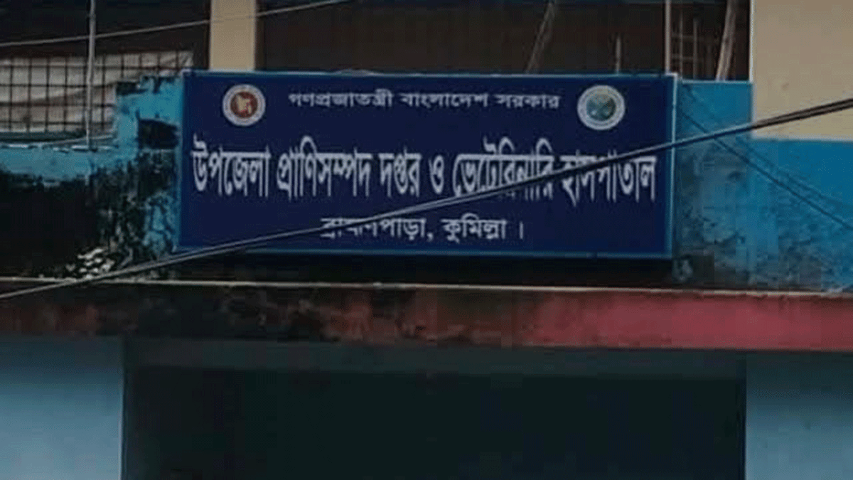 ব্রাহ্মণপাড়ায় ভুয়া পশু চিকিৎসকের দাপট, শঙ্কায় খামারিরা
