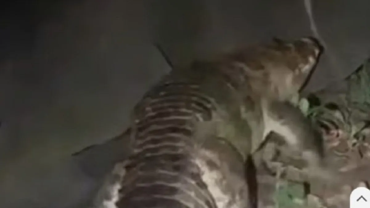 বন্দরে লোকালয়ে কুমির, এলাকায় আতঙ্ক: উদ্ধার অভিযানে বন বিভাগ
