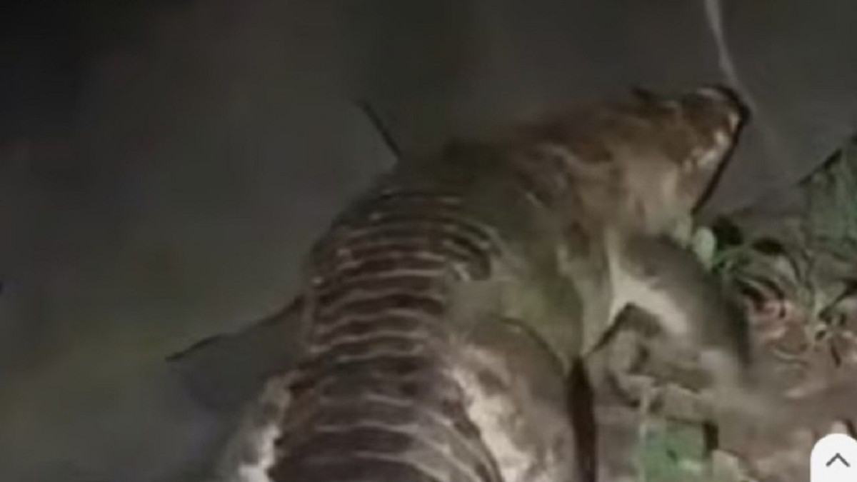 বন্দরে লোকালয়ে কুমির, এলাকায় আতঙ্ক: উদ্ধার অভিযানে বন বিভাগ