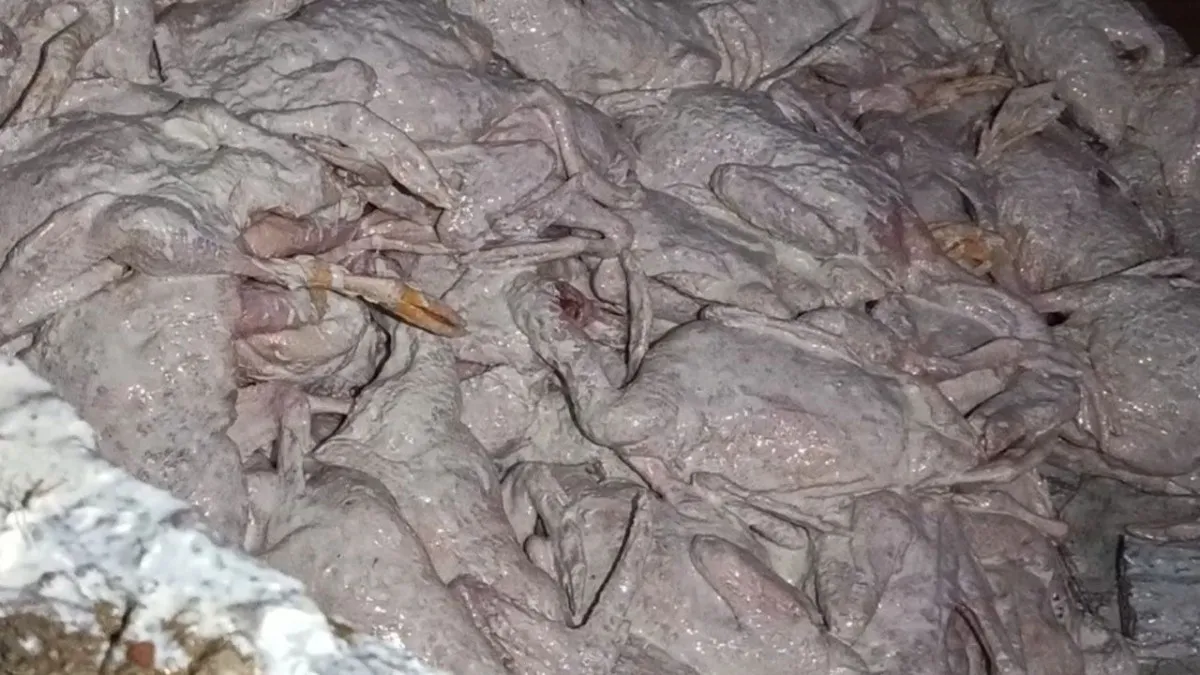রাজৈরে কসাইয়ের বাড়ি থেকে ১ টন পচা হাঁসের গোশত উদ্ধার