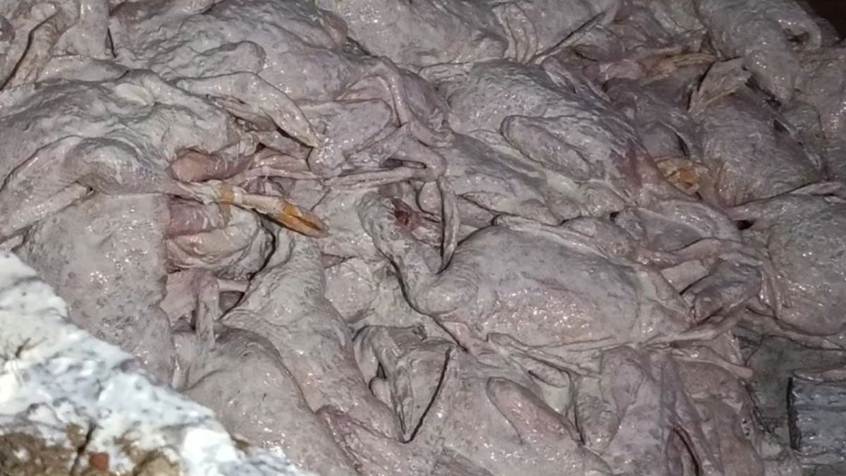রাজৈরে কসাইয়ের বাড়ি থেকে ১ টন পচা হাঁসের গোশত উদ্ধার