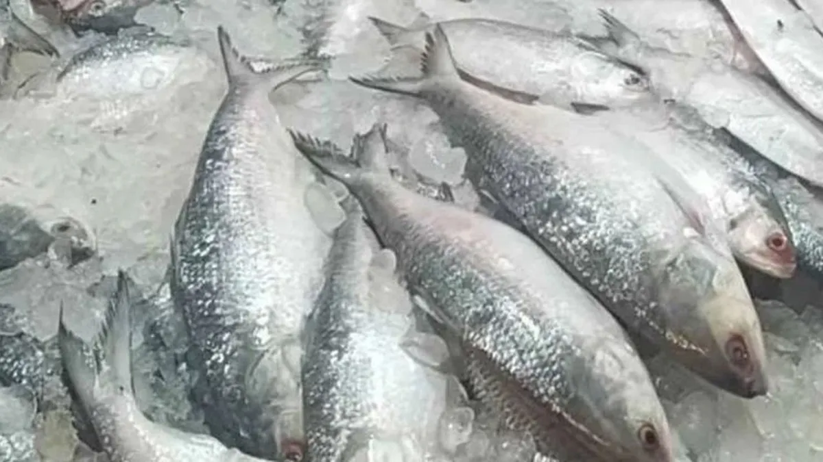 ভারতীয় ইলিশ আমদানি বন্ধ, বাতিল শতাধিক এনওসি