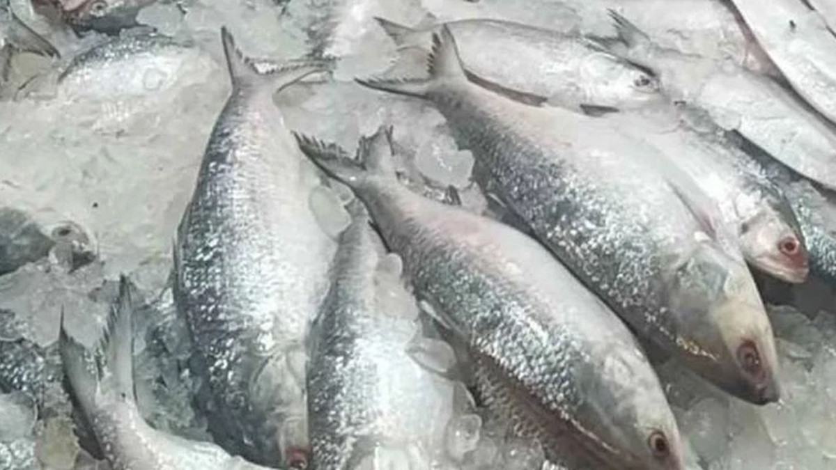 ভারতীয় ইলিশ আমদানি বন্ধ, বাতিল শতাধিক এনওসি