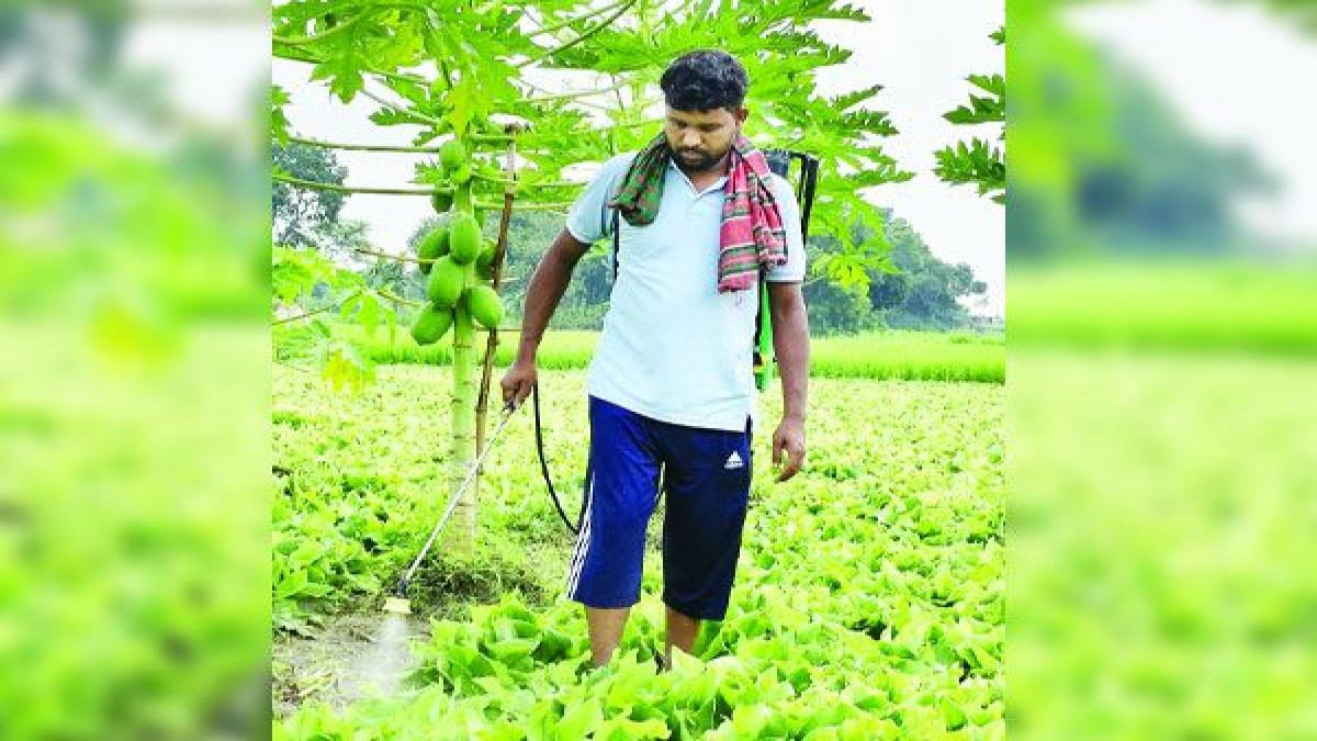 একানি চাষে সফল ব্যাংক কর্মকর্তা