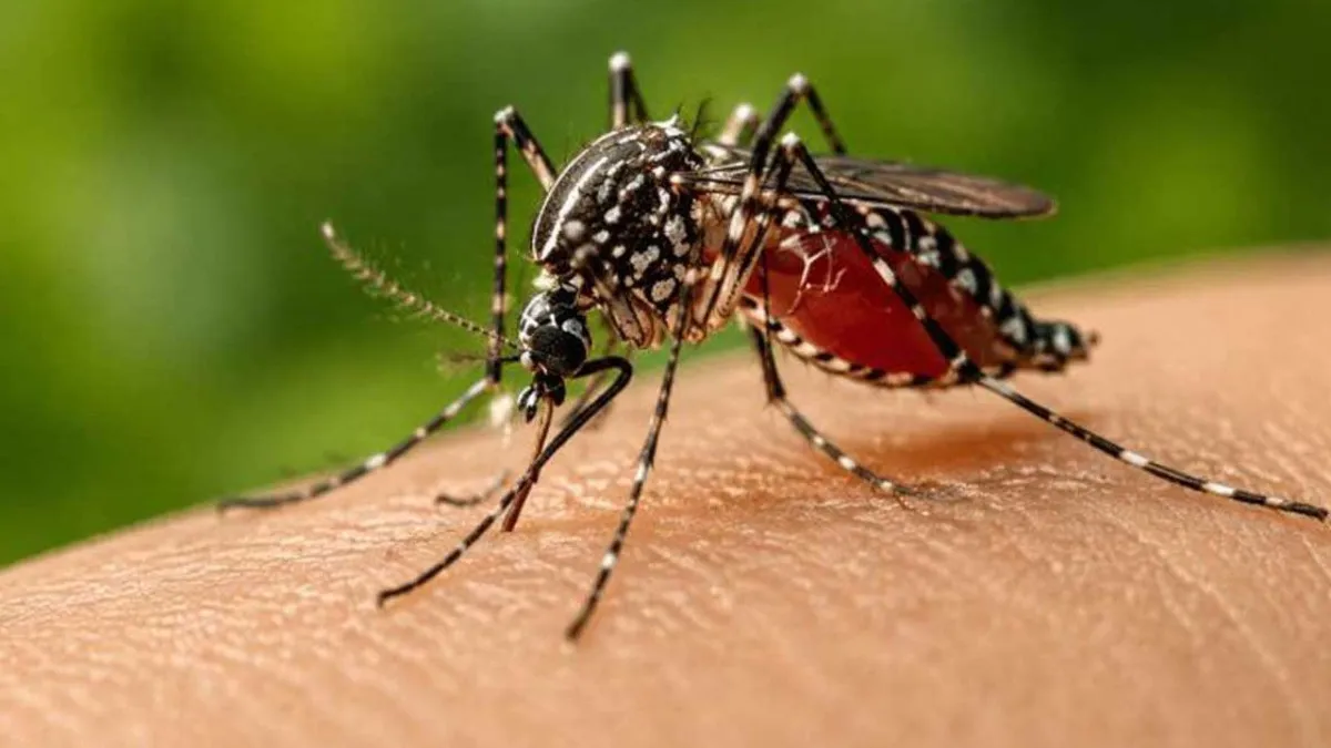 সিলেটে আরো ১৭ ডেঙ্গুরোগী শনাক্ত