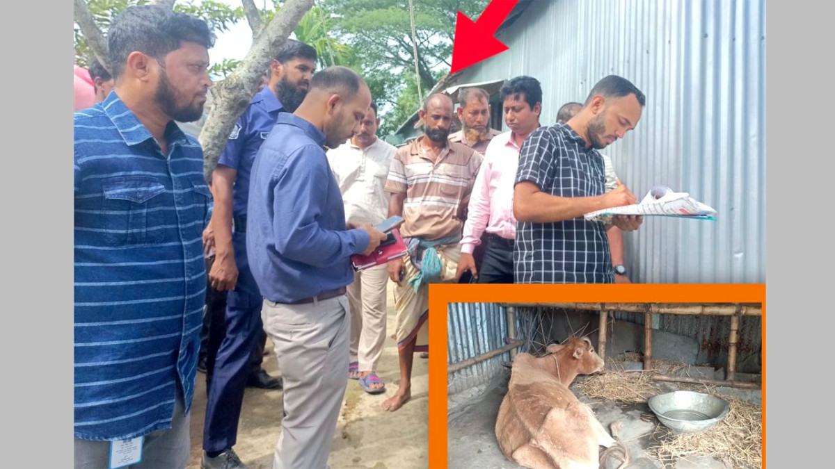 মদনে অসুস্থ গরুর গোশত বিক্রির অভিযোগে ব্যবসায়ীকে জরিমানা