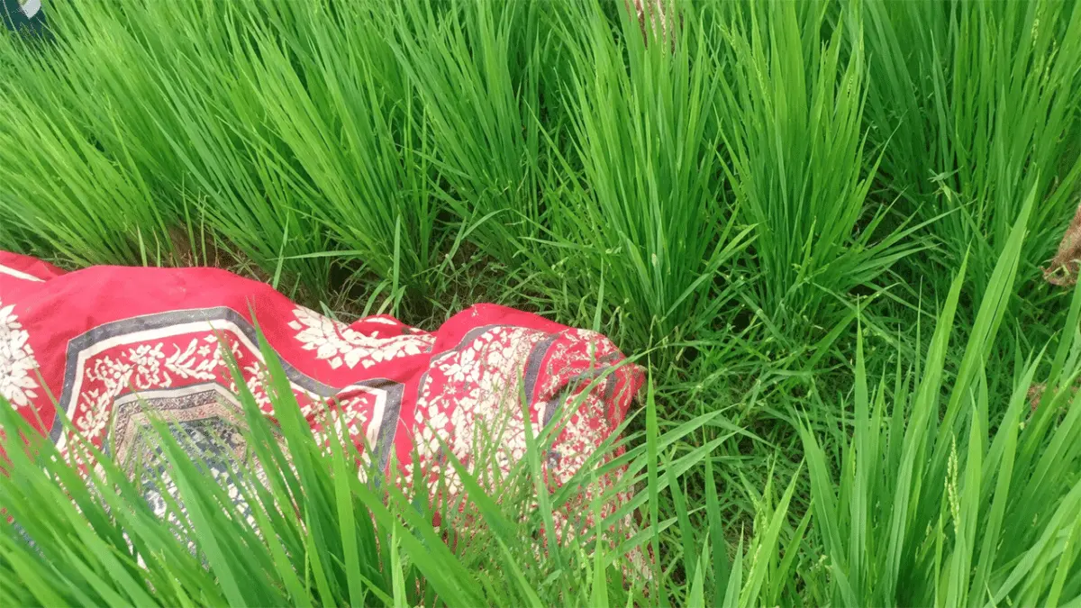 দেবীগঞ্জে ধানক্ষেত থেকে নারীর লাশ উদ্ধার