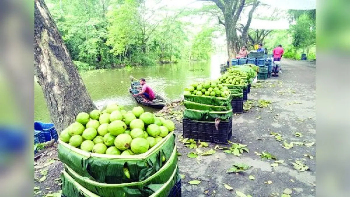 ঝালকাঠিতে পেয়ারা চাষে আগ্রহ হারাচ্ছেন কৃষক