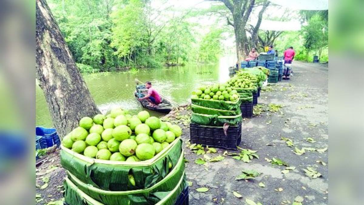 ঝালকাঠিতে পেয়ারা চাষে আগ্রহ হারাচ্ছেন কৃষক