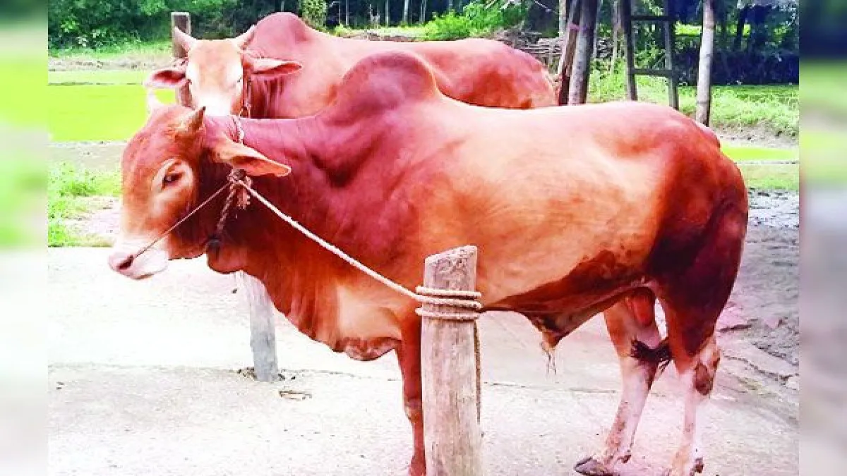 দেশসেরা জাতের রেড চিটাগাং ক্যাটল হুমকির মুখে