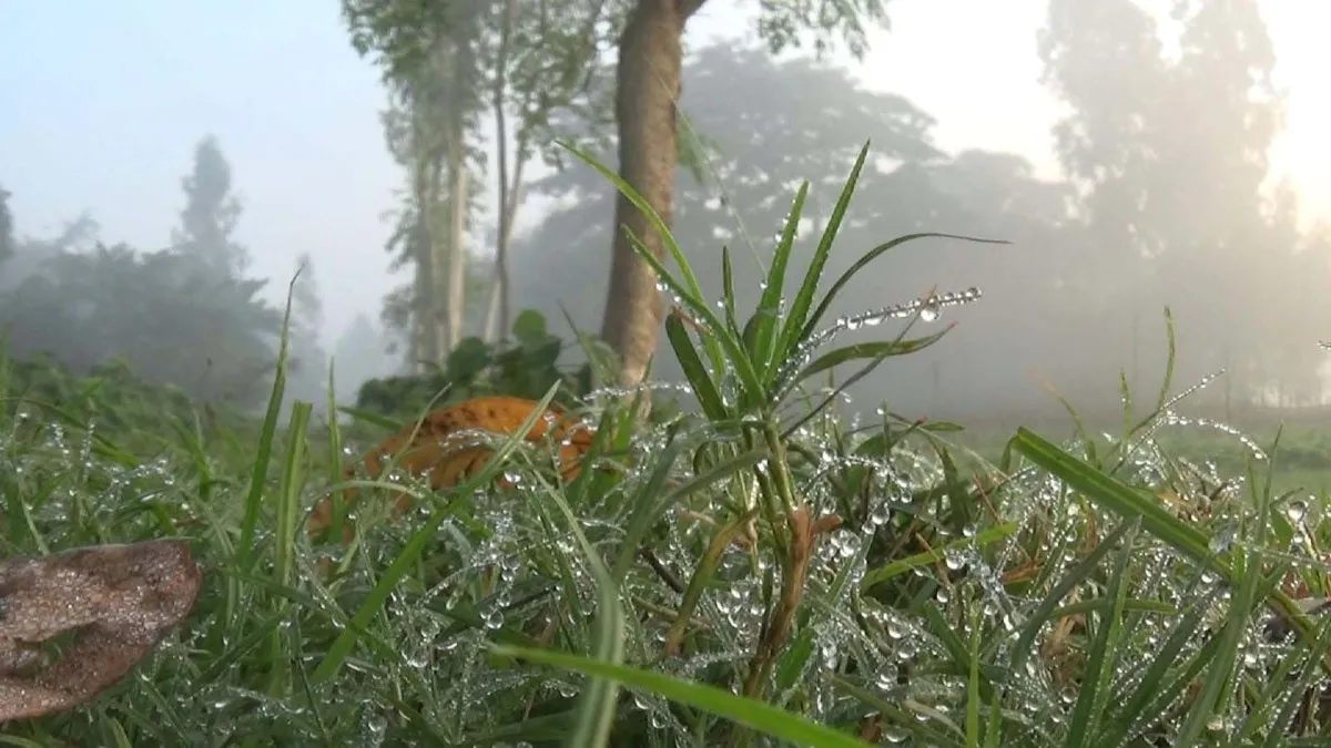 দূর্বাঘাসের ডগায় জমেছে শিশিরবিন্দু, গাইবান্ধায় শীতের আগমনী বার্তা
