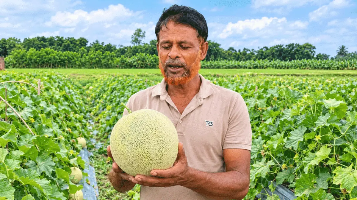 জীবননগরে সাম্মাম চাষে নতুন সম্ভাবনা