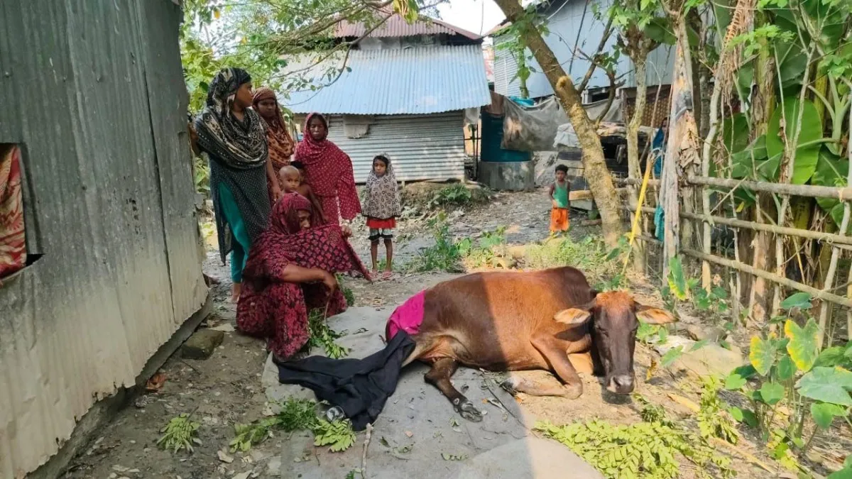 শরণখোলায় কুমিরের হামলায় গাভী আহত