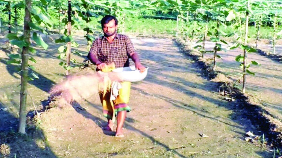 চুয়াডাঙ্গায় তুলা চাষের প্রণোদনায় অনিয়ম কাগজে তুলা, মাঠে লাউ-মরিচ