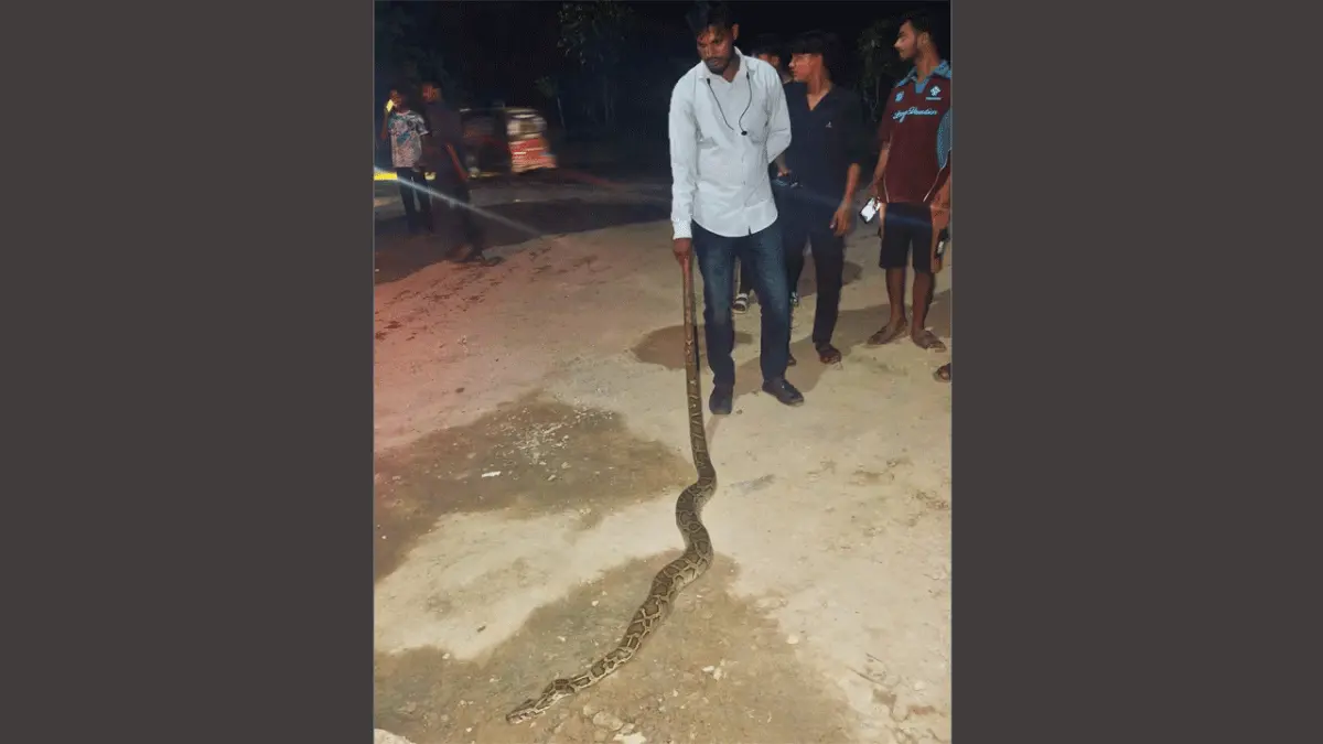 গাজীপুরে মহাসড়কের পাশ থেকে ৯ ফুট লম্বা অজগর উদ্ধার