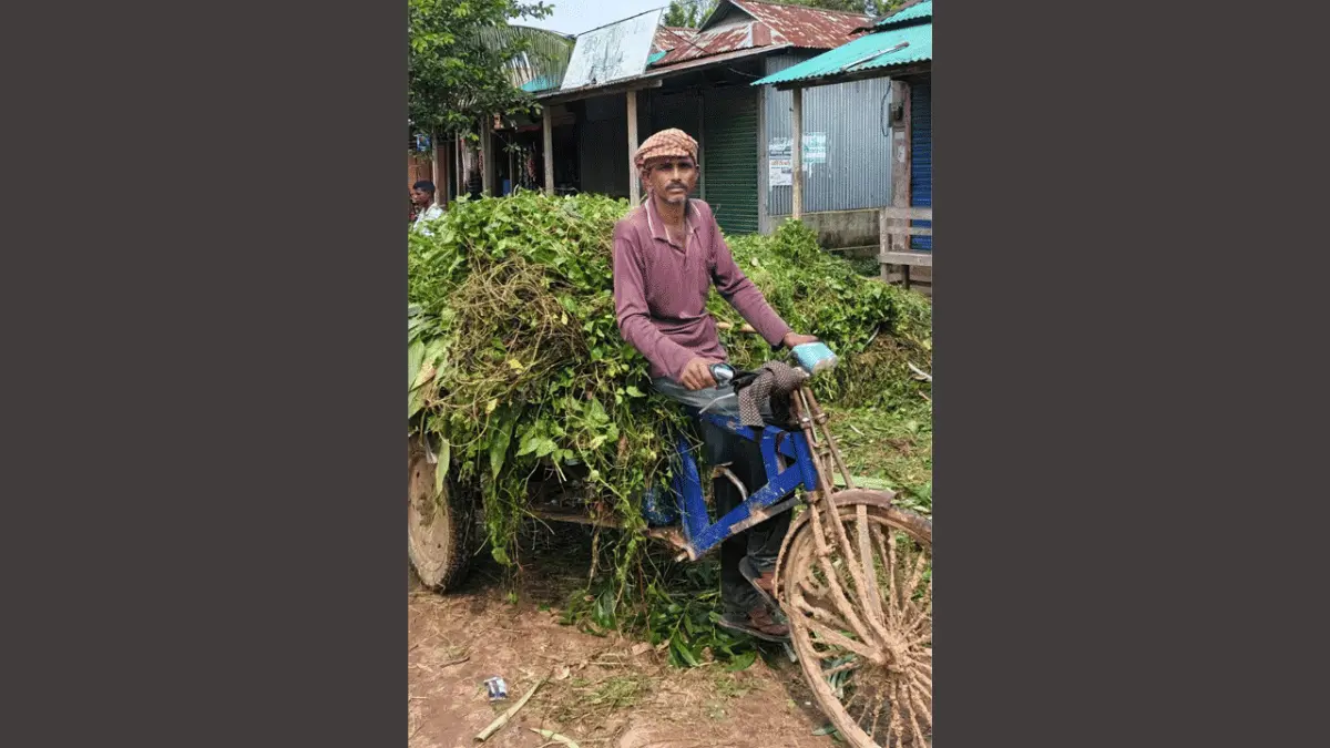 মধুপুরের পাহাড়িয়াদের আগাছা বিক্রি যেন এক ভিন্ন পেশা