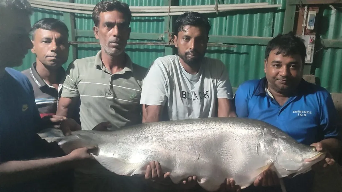 নলডাঙ্গার জেলের বড়শিতে ধরা পড়ল ১৪ কেজি ওজনের চিতল মাছ