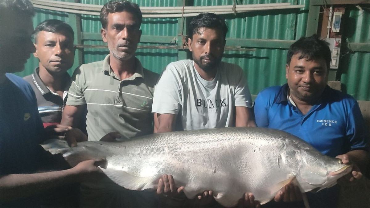 নলডাঙ্গার জেলের বড়শিতে ধরা পড়ল ১৪ কেজি ওজনের চিতল মাছ