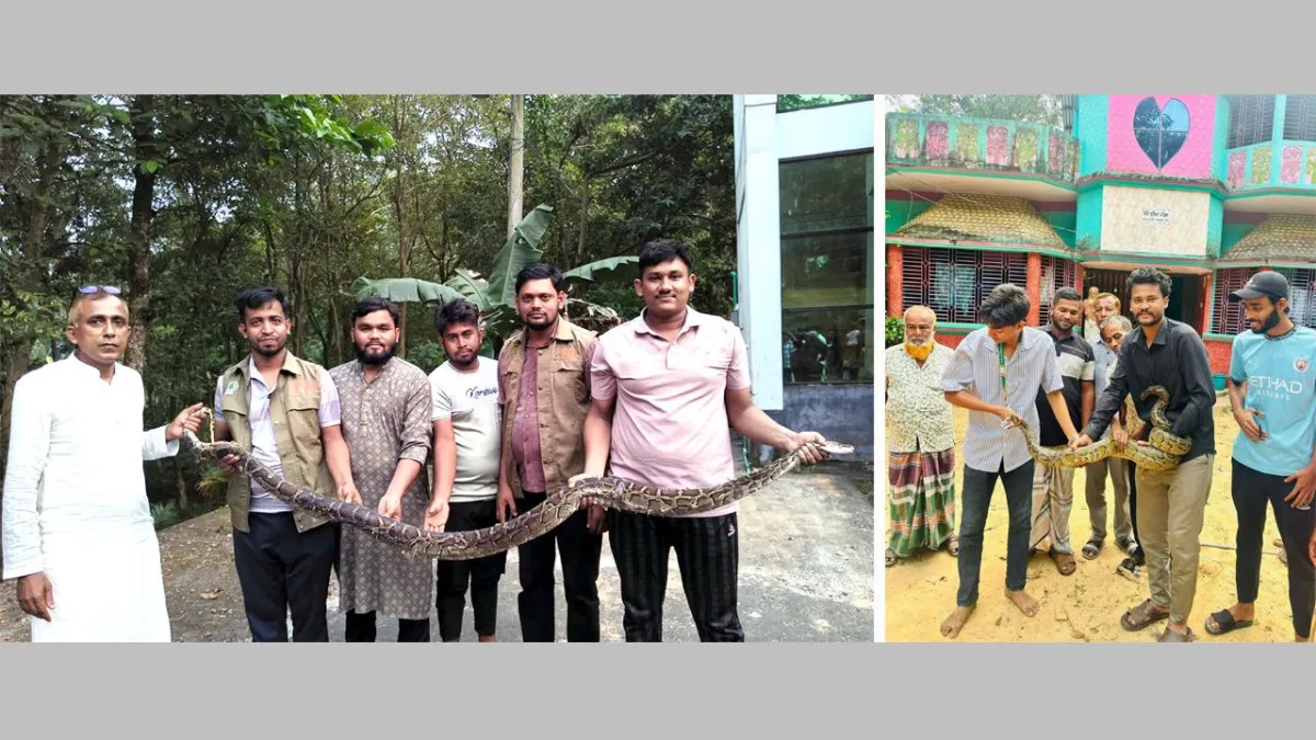 মিরসরাইয়ে এক দিনে ২ অজগর উদ্ধার