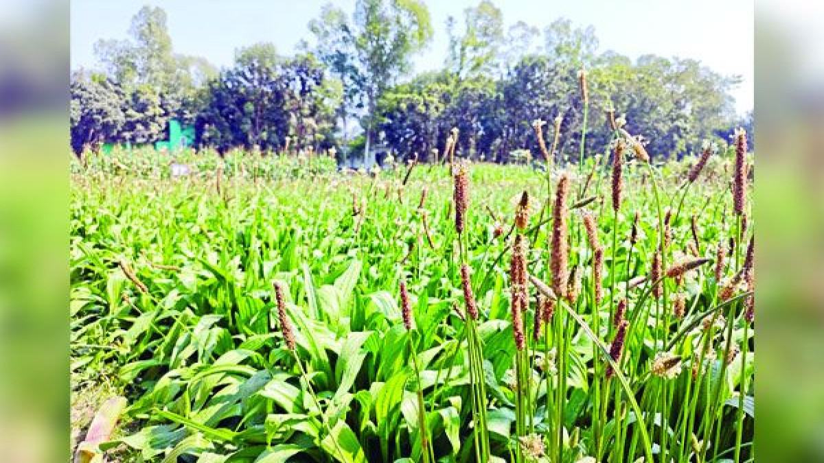 নিরাপদ ব্রয়লার গোশত উৎপাদনে কৃত্রিম ওষুধের বিকল্প উদ্ভাবন