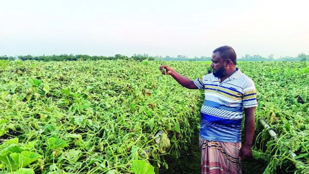 নবাবগঞ্জে কৃষকের লাউগাছ কেটে দেয়ার অভিযোগ ক্ষতি ১২ লাখ টাকা