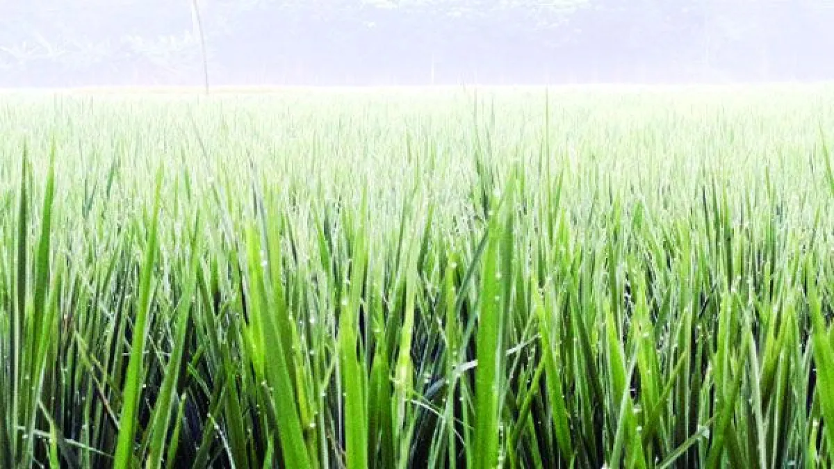 শিশিরভেজা সকাল, প্রকৃতিতে শীতের আবাহন