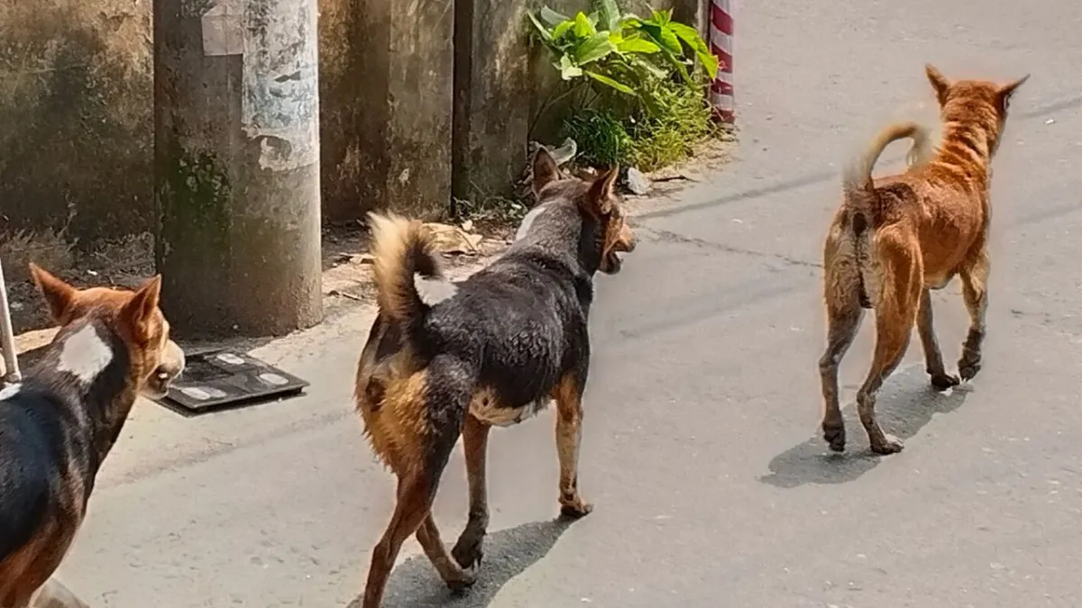 কাউখালীতে বেওয়ারিশ কুকুরের তাণ্ডব, শিশুসহ আহত ১৫
