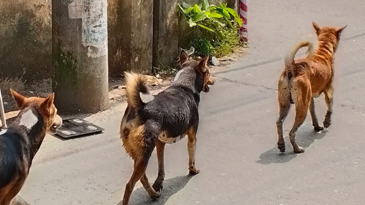 কাউখালীতে বেওয়ারিশ কুকুরের তাণ্ডব, শিশুসহ আহত ১৫