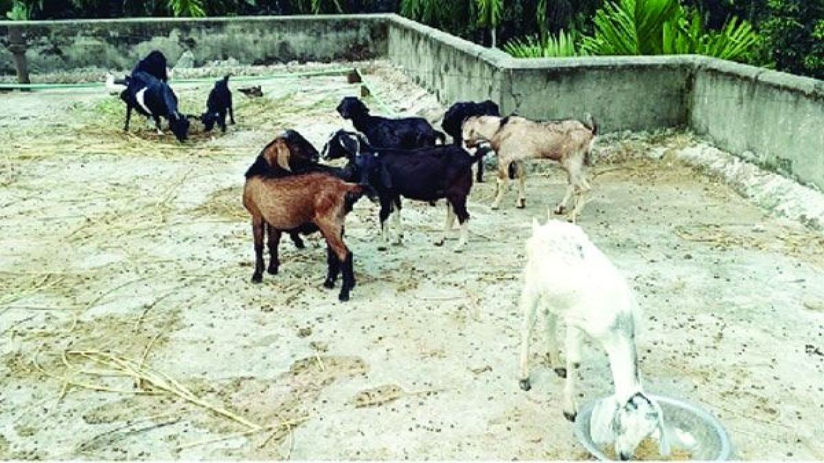 ডোমারে স্বাস্থ্যকেন্দ্রের ছাদে হাঁস-ছাগলের খামার