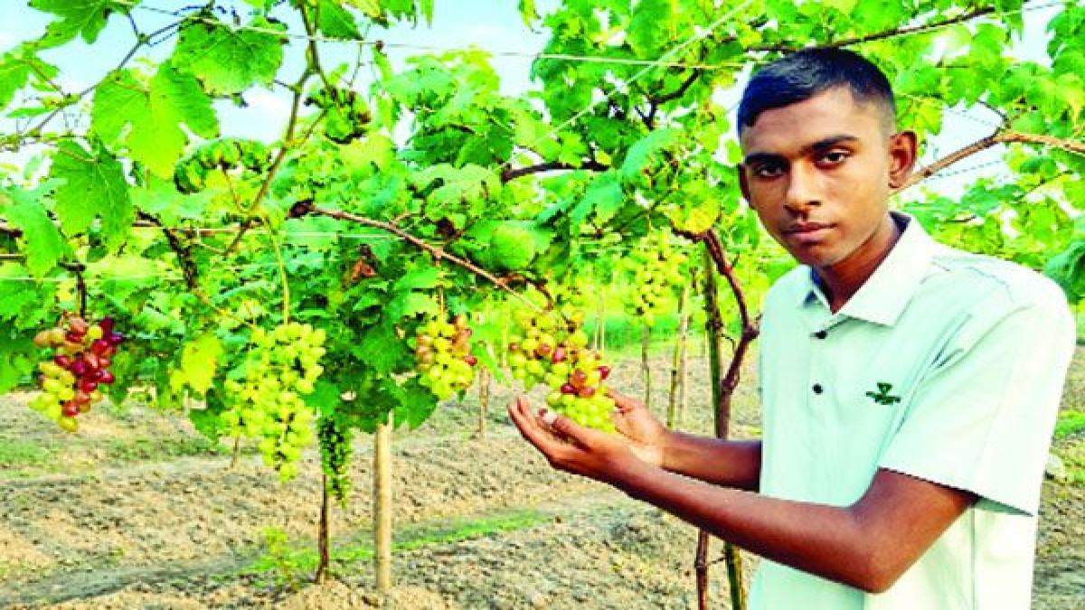 ১৫ জাতের মিষ্টি আঙুর চাষে সফল কলেজছাত্র