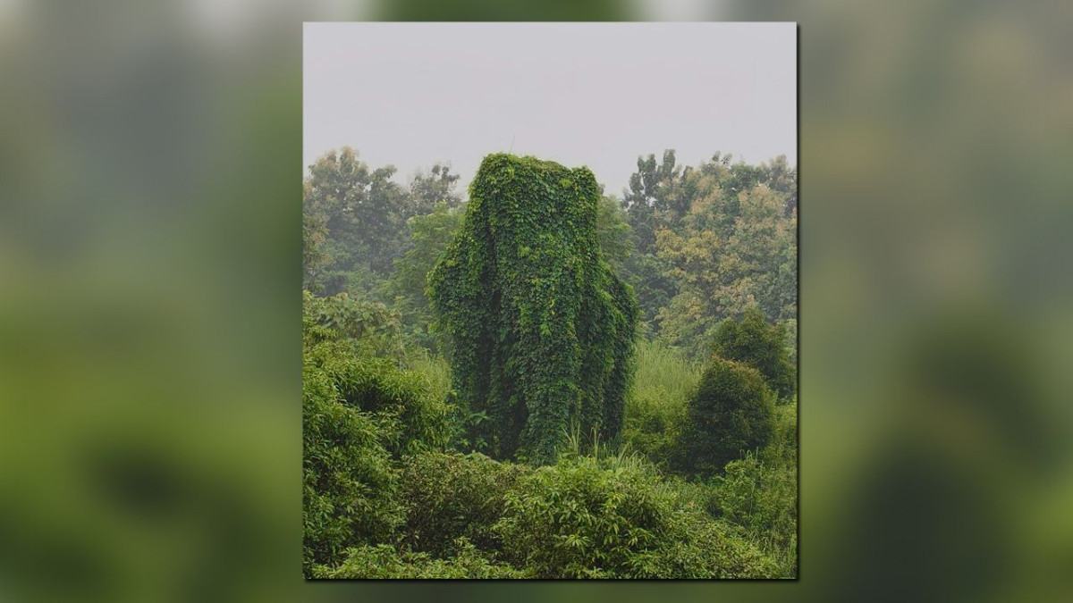 লংগদুতে প্রকৃতির তুলিতে আঁকা ‘সবুজ হাতি’