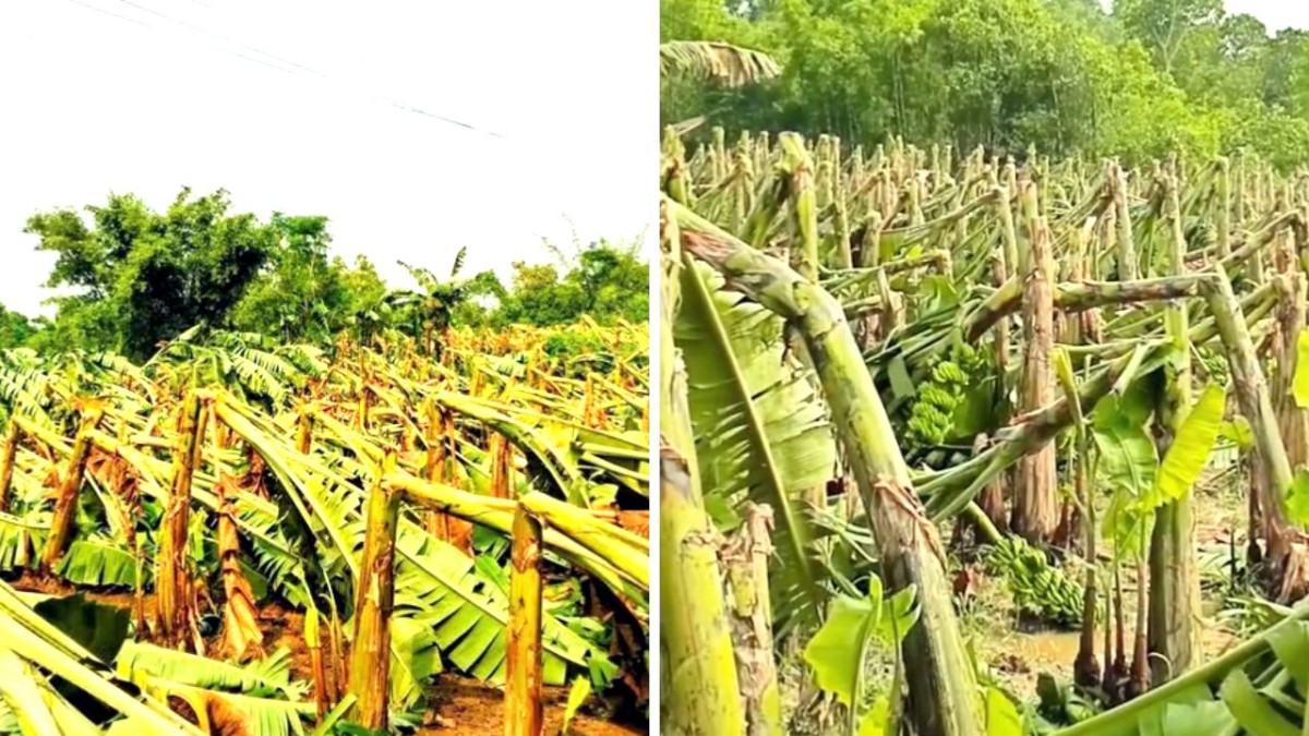 মধুপুরে আকস্মিক ঝড়ে কলা-পেঁপের বাগান লন্ডভন্ড, দিশেহারা কৃষক