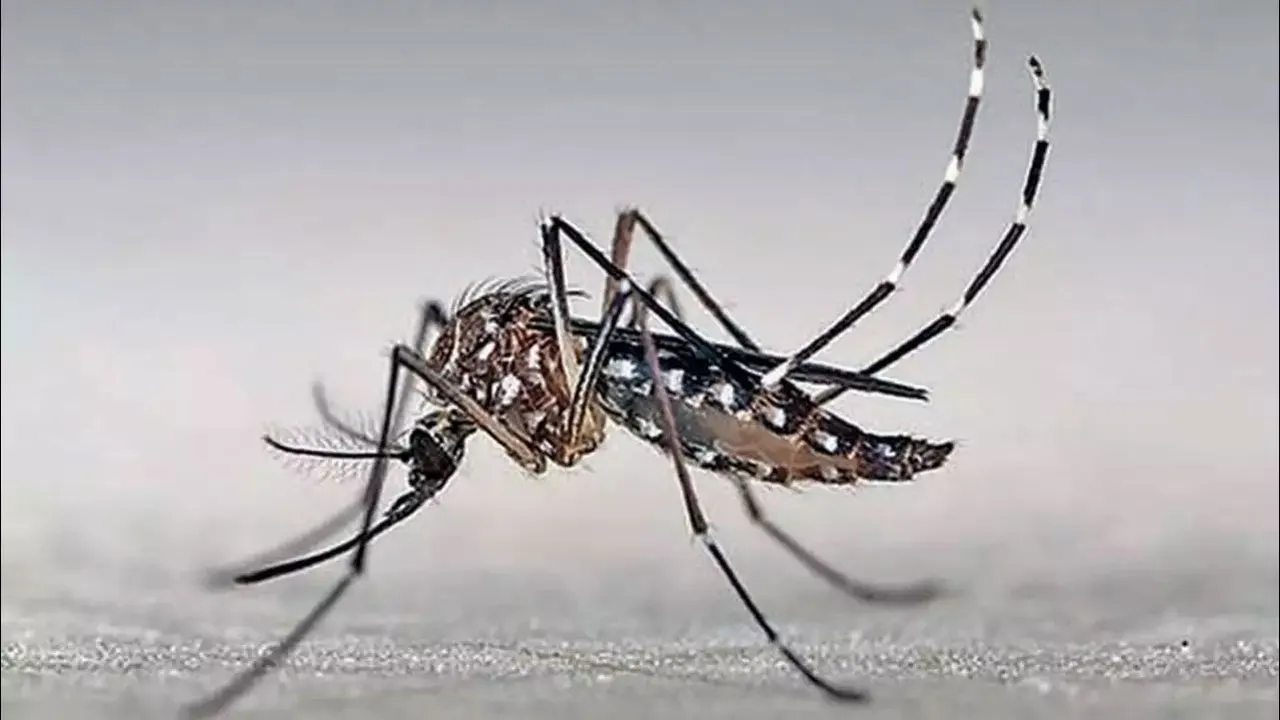 দেশে ডেঙ্গুতে আক্রান্ত আরো ২২