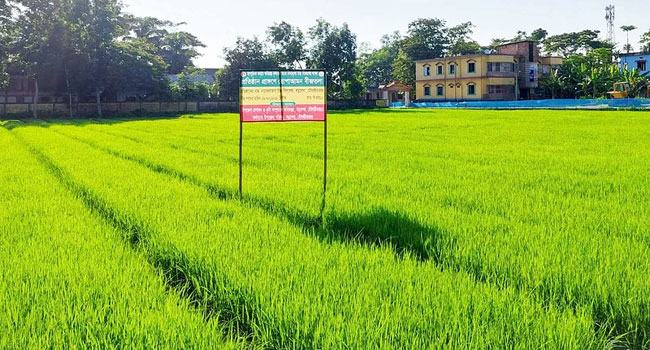 কৃষক বাঁচাতে বিদ্যালয় মাঠে আমনের বীজতলা