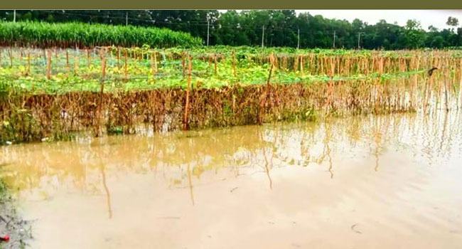 দেশে বন্যা-উত্তর কৃষি ব্যবস্থাপনা