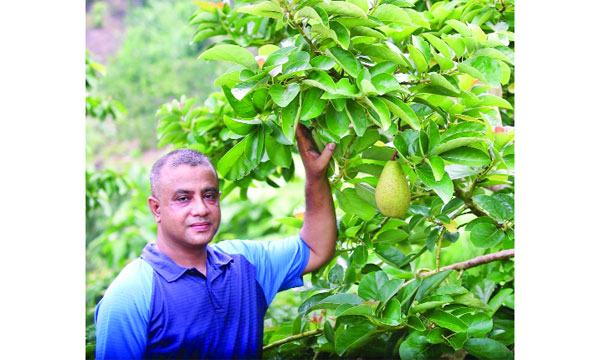 পাহাড়ে অ্যাভোকাডো চাষে সফল তরুণ উদ্যোক্তা ওমর শরীফ
