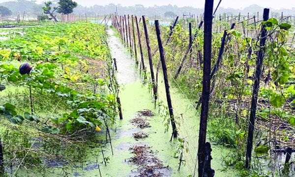 বৃষ্টিতে সবজি ও মাছের ব্যাপক ক্ষতি
