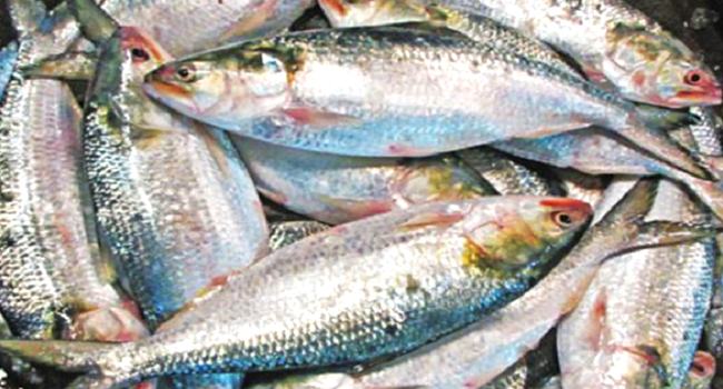 দুর্গাপূজায় ৩ হাজার টন ইলিশ যাচ্ছে ভারতে