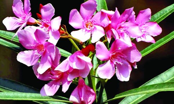 করবী