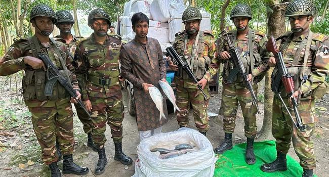 ব্রাহ্মণবাড়িয়ার ভারত সীমান্তে ১ হাজার কেজি ইলিশসহ পাচারকারী আটক