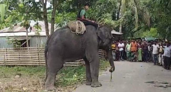 কোটালীপাড়ায় হাতির পায়ে পিষ্ট হয়ে মাহুতের মৃত্যু