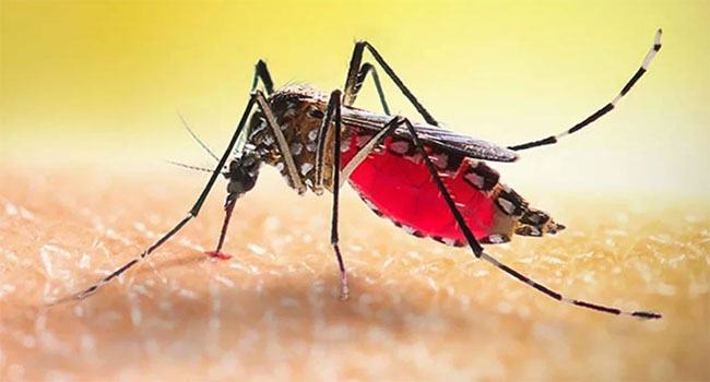 ডেঙ্গুতে ২৪ ঘণ্টায় ৩ জনের মৃত্যু, হাসপাতালে ৮০১