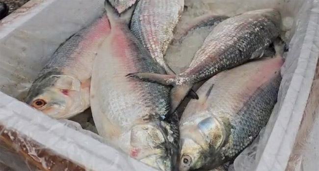 প্রথম চালানে ভারত গেল ১৮ টন ইলিশ