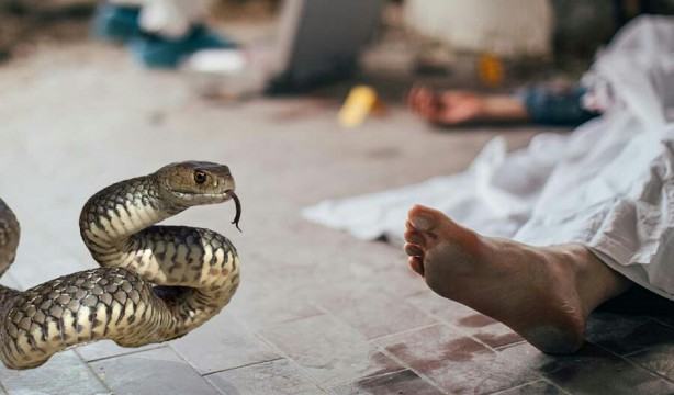 রান্না করতে গিয়ে সাপের কামড়ে নারীর মৃত্যু